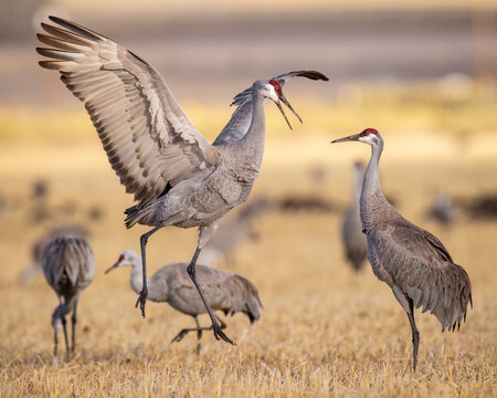 Sandhill Crane - grus canadensis - performing courting dance during spring migration Monte Vista National Wildlife Refuge Monte Vista, Colorado