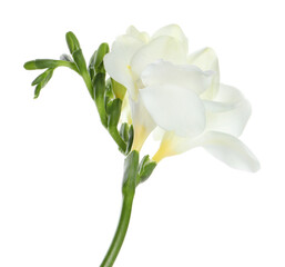 Beautiful freesia flower with tender petals isolated on white