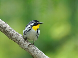 Male Yellow-throated Warbler during migration