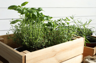 Crate with different potted herbs near white wall, closeup
