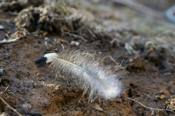 shot of a bird feather lying on the ground among yellow leaves that have fallen from a tree. Bird feather at the forest. 