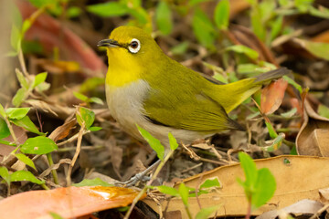 Swinhoe's White-Eye Forages in Leaf Litter in Taipei Park