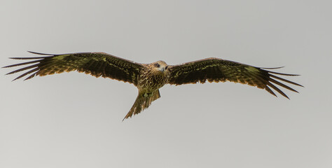 Black Kite Searches for a Meal in Taipei