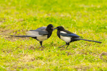 Eurasian Magpies Socializing in Taipei Park