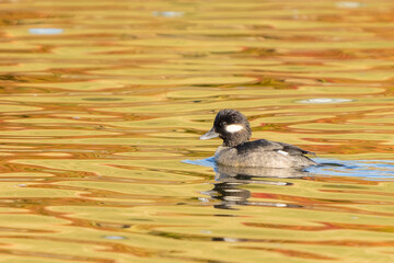 Female Bufflehead Duck Swims in Fall Colored Pond