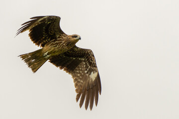 Black Kite Searches for a Meal in Taipei