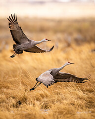 Sandhill Cranes - Grus canadensis - taking flight on overcast morning during spring migration Monte Vista National Wildlife Refuge Monte Vista, Colorado