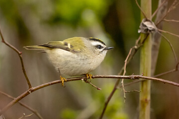 Tiny Golden-Crowned Kinglet Prepares to Take Flight