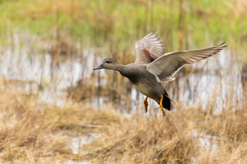 Male Gadwall Drake Lands in a Marsh