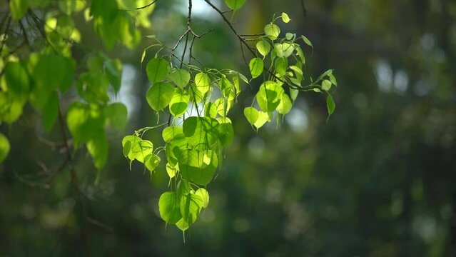 At the beginning of spring, the peepal tree has sprouted leaves.
