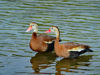Black-bellied Whistling Duck pair