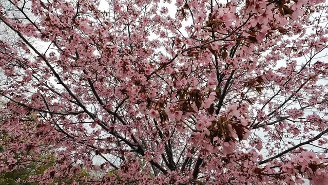 Pink Sargent's Cherry, Latin name: Prunus sargentii, blossoms in a grey cold day in early spring