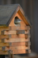 Bird building nest in birdhouse