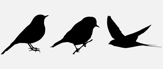 isolated black silhouette of a bird, vector collection