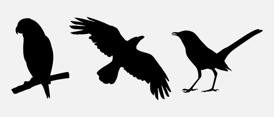 isolated black silhouette of a bird, vector collection