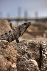 Iguana on a Rock