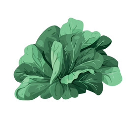 spinach leaves vector illustration