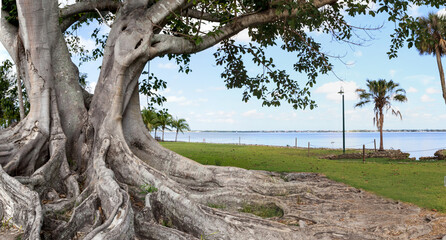 Fototapeta premium Brown woolly fig tree Ficus drupacea in Bonita Beach, Florida