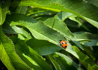 ladybug on leaf