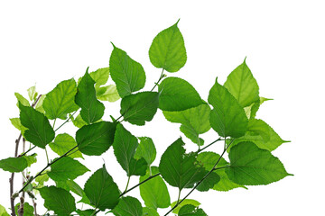 The pattern of the leaves under the sun's light