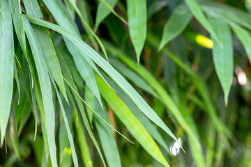 bamboo leaves and branches of bamboo plants