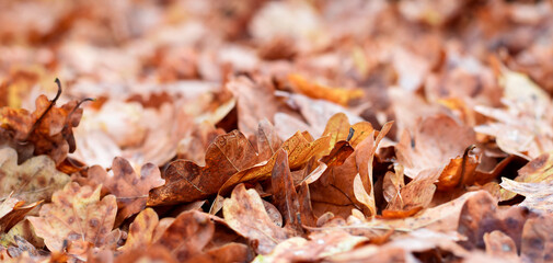 Brown Autumn oak leaves with selective focus and blurry background web banner