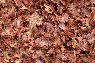 Brown vibrant Autumn oak leaves background