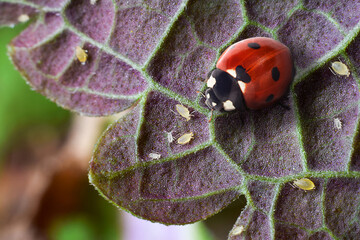 Macro shot of red ladybug and aphids on garden plant leaf