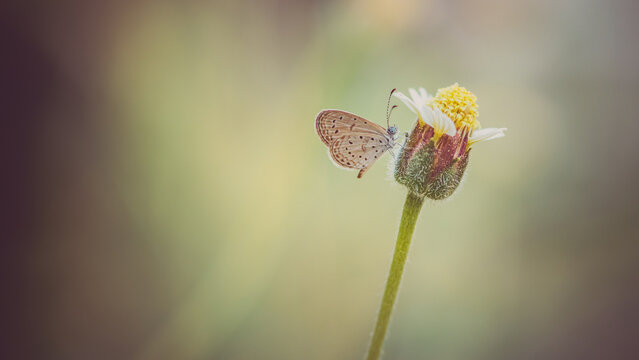 Tiny grass blue butterfly on wildflower in morning, Close up and macro with soft focus and bokeh/nature blurred background, Insects in Thailand.