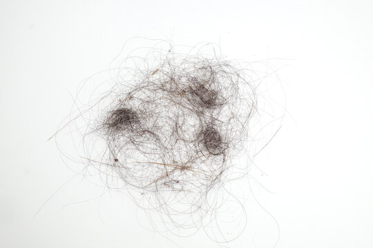 Pile of Hair and Dirt on iSolated White Background, Unhealthy Hygiene Dust and Scraps on the Floor