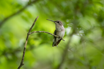 Fototapeta na wymiar Black chinned Humming bird