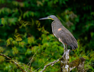 Fasciated tiger heron closeup portrait on a log