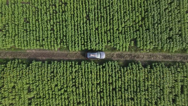 Top View Woman Lying On Roof Of The Car In A Field Of Flowers Background