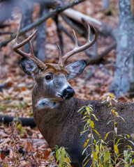 Close up of a rutting White-tailed Buck (Odocoileus virginianus) in autumn. Selective focus,...