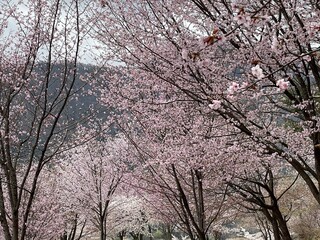 From all the flowers, I like the most those that bloom in spring