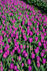 Closeup of purple tulips in a field being grown for bulbs, cheerful nature background
