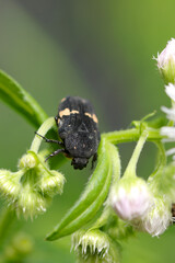 Citrus flower chafer beetle looking for nectar from Philadelphia fleabane blossom (Close up macro photograph on a sunny outdoor)