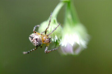 Yamashiroonigumo (Neoscona scylla), on the Philadelphia fleabane blossoms. Close up macro photography.