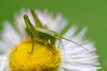 Japanese Great Green Bush Cricket nymph (Chosen Yabukiri) sitting on the 
Philadelphia fleabane flowerhead (Close up macro photograph on a sunny outdoor)