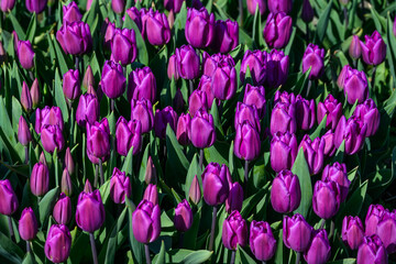 Closeup of purple tulips in a field being grown for bulbs, cheerful nature background
