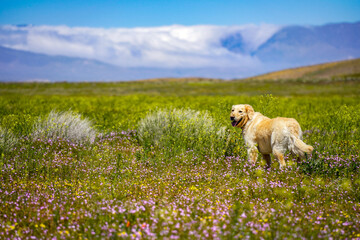 Fototapeta premium Smiling happy English Retriever dog standing outside in a field of spring superbloom wildflowers with mountains in the background