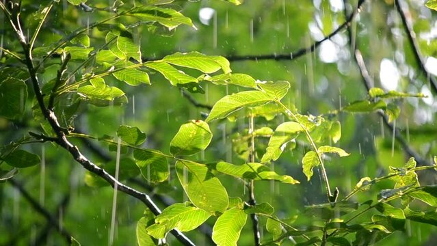 Rain. Heavy rain. Heavy rain dripping on big green leaves on a sunny day. Drops of heavy rain hit the leaves on a tree branch on sunny day. Sunlight, shining sun. Natural rainfall. Natural background