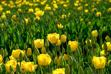 Closeup of cheerful yellow tulips in a field being grown for bulbs, as a nature background
