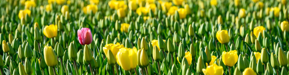 Field of yellow tulips with one pink tulip mixed is, as a nature background
