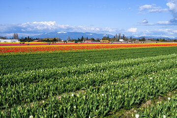 Fototapeta na wymiar Spring tulip festival, colorful fields of tulips blooming on a sunny spring day with tourists in the background 