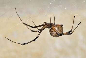 Brown Widow Spider (Latrodectus geometricus) arachnid insect web nature side view pest control copy space.	