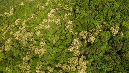 Obraz premium 16 April 2023 Full of Hill of Crateva Unilocularis blossom in Hong kong