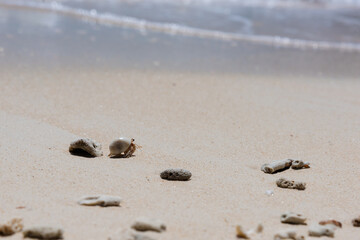little hermit crab on the beach	