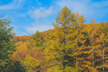 Fototapeta premium the fall season landscape of the Takayama countryside, Japan 31 Oct 2013