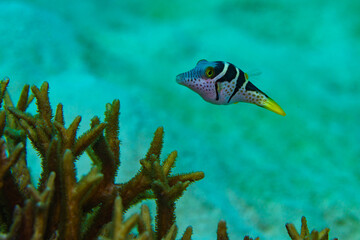 A juvenile sharpnose pufferfish swims in water column near corals